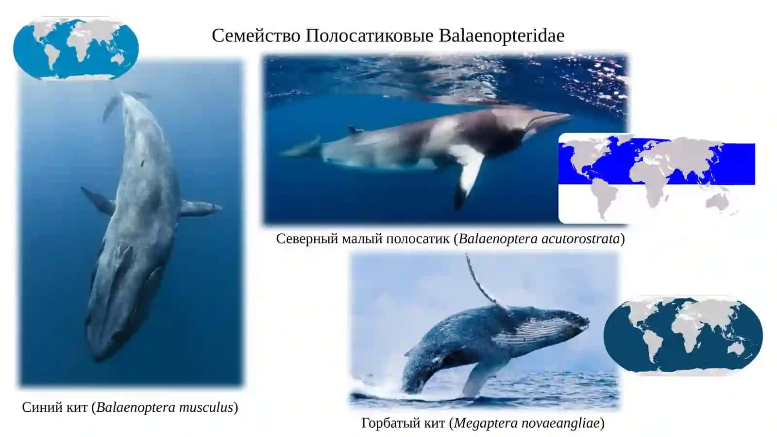 Китообразные CETACEA 4