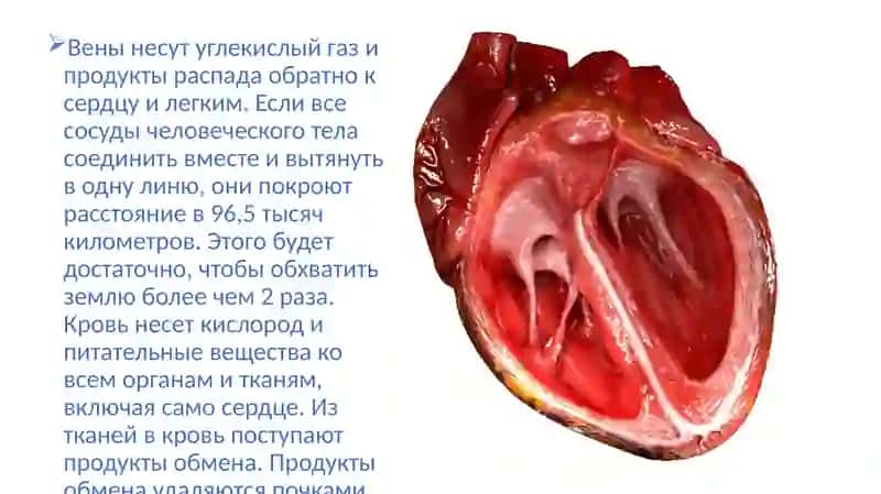 КадировЖавахир 4