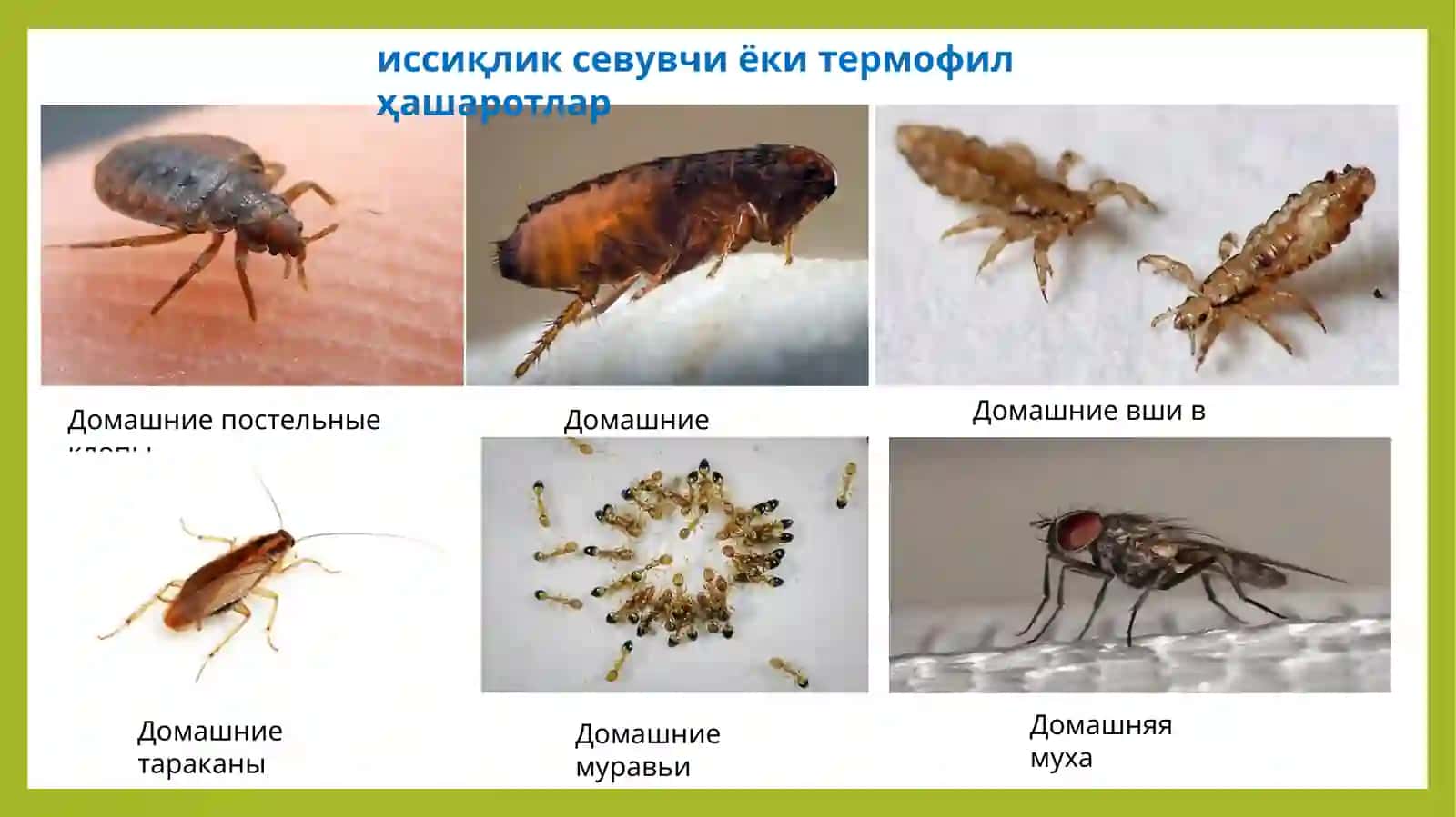 ҲАШАРОТЛАР ЭКОЛОГИЯСИ. ҲАШАРОТЛАР БИЛАН ЎСИМЛИКЛАР ЎРТАСИДАГИ МУНОСАБАТЛАР. ЗАРАРКУНАНДАЛИК. ҲАШАРОТЛАРНИ ОЗУҚА ЎСИМЛИКЛАРИГА МОСЛАНИШ ХУСУСИЯТЛАРИ 4