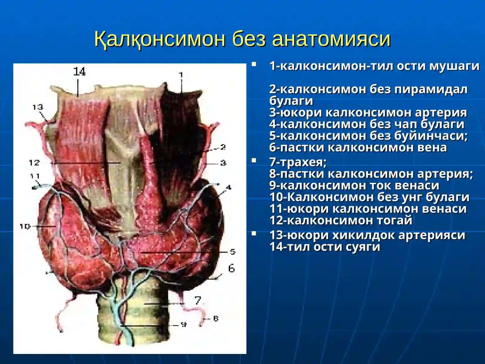 ҚАЛҚОНСИМОНБЕЗ КАСАЛЛИКЛАРИ 4