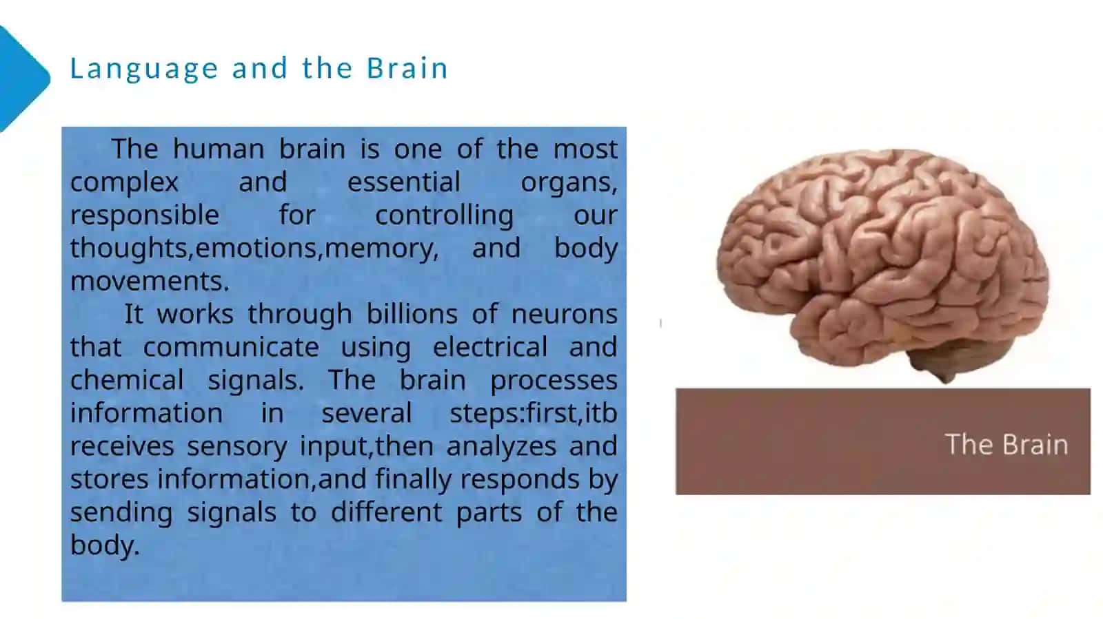 Linguistics as well as Cognitive changes 4