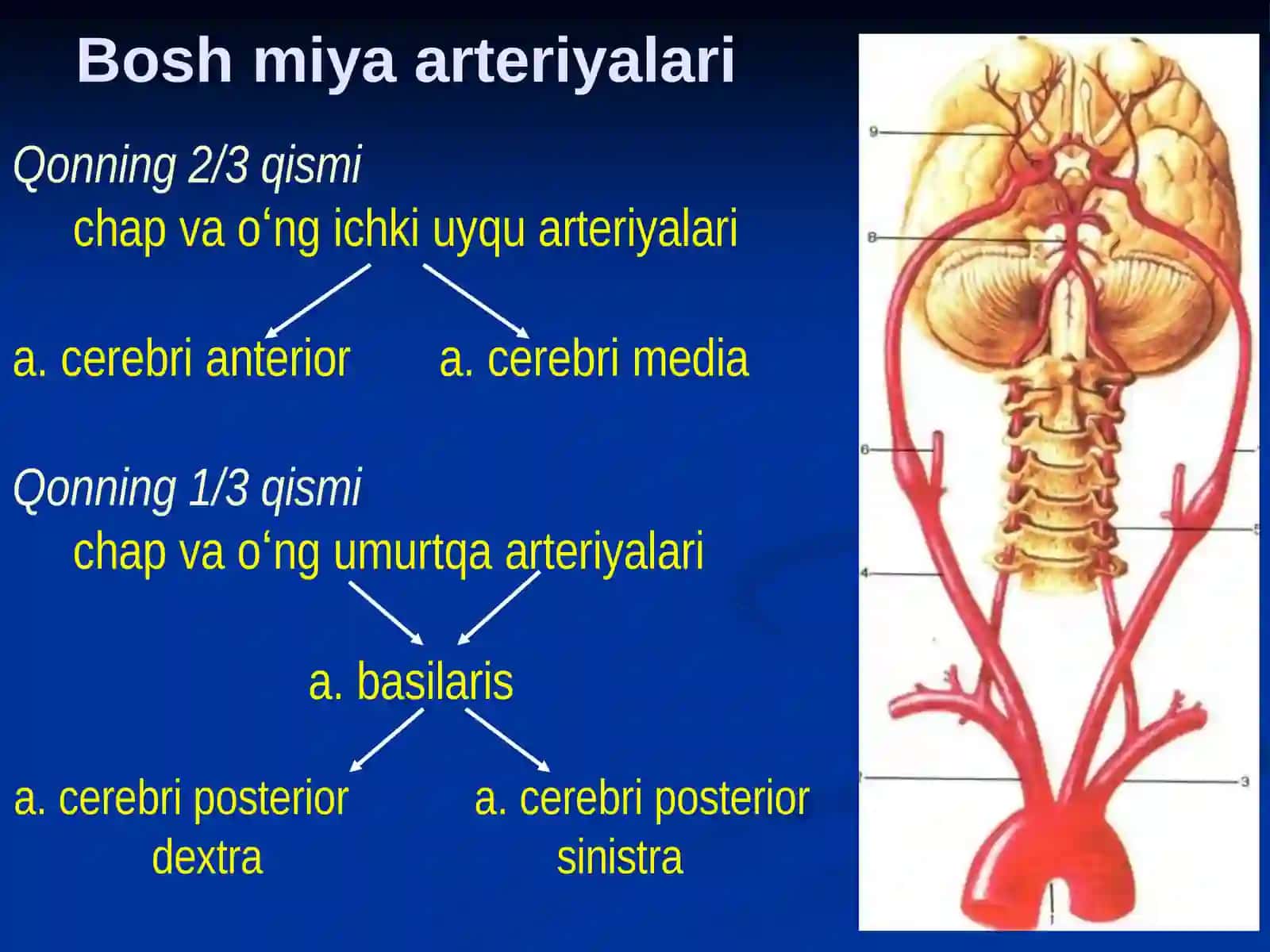 Bosh sohasi miya qismining klinik anatomiyasi 4