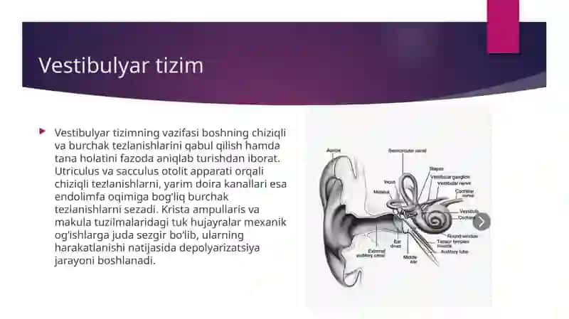 Eshituv va muozanat azolari anatomiyasi. 4