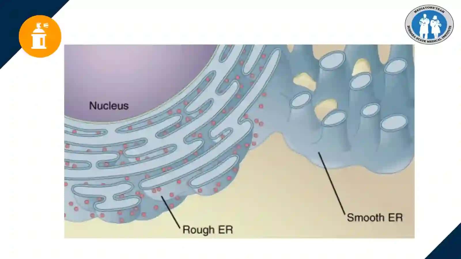 HISTOLOGY 4