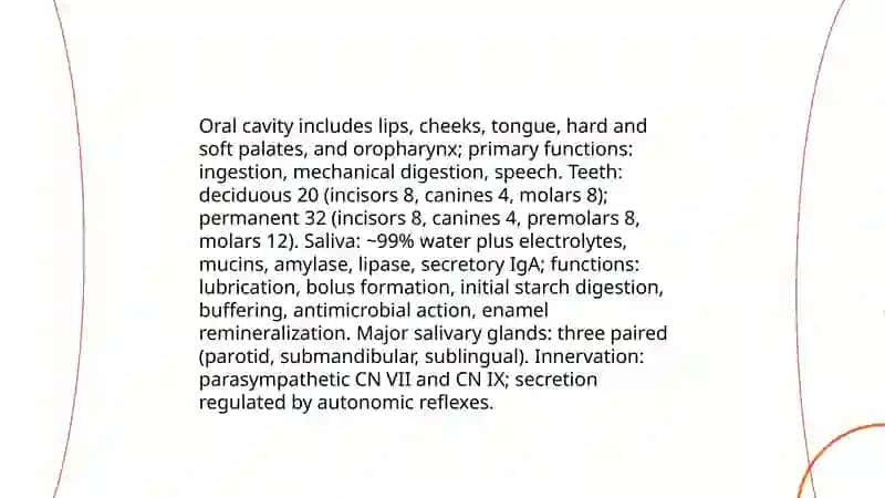 Digestive system 4