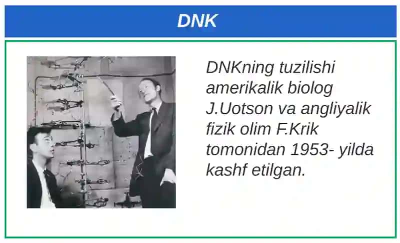 Nuklein kislotalar. Nukleotidlar. DNK 4