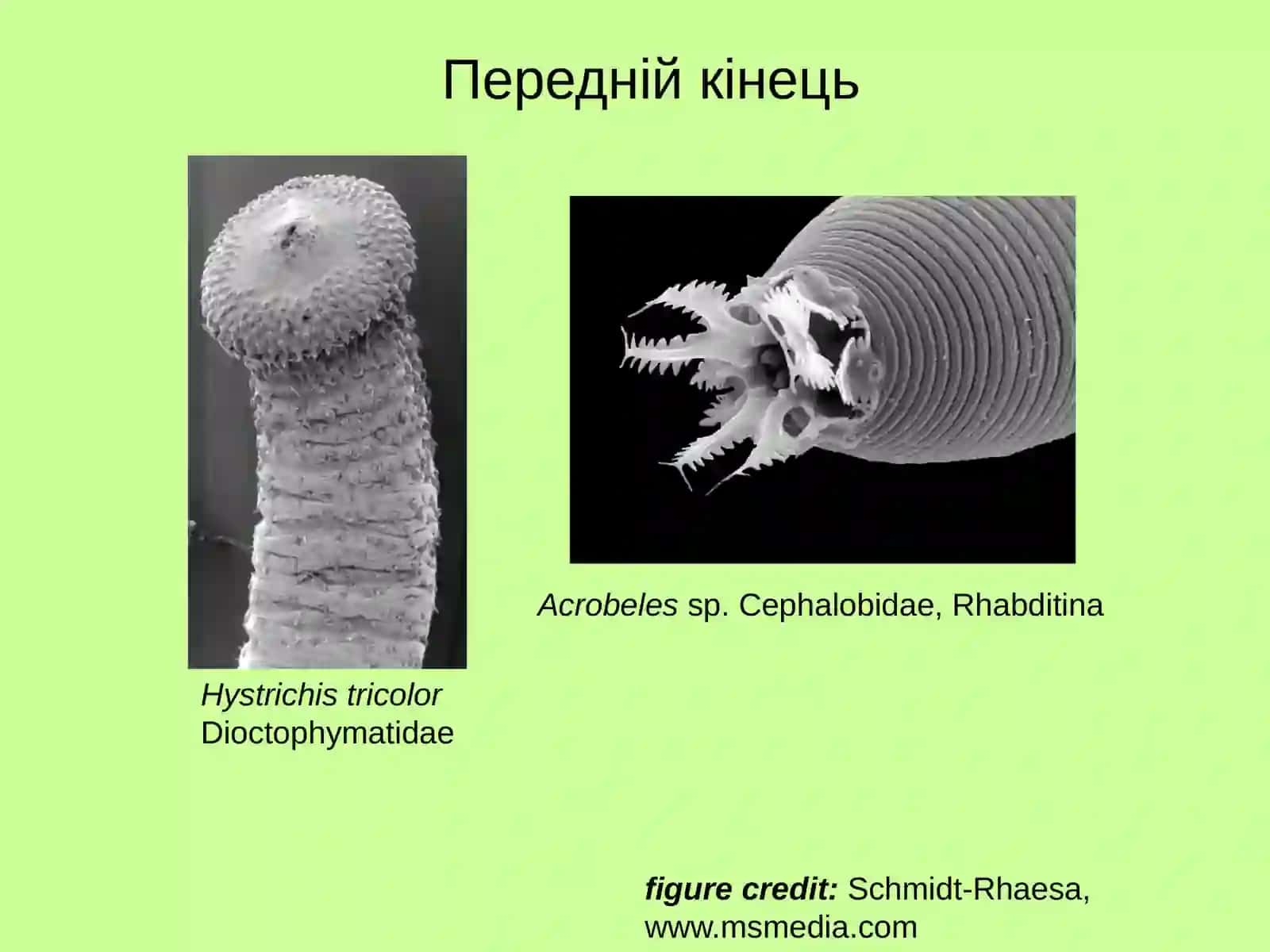 Тип NematodaКруглі черви 4