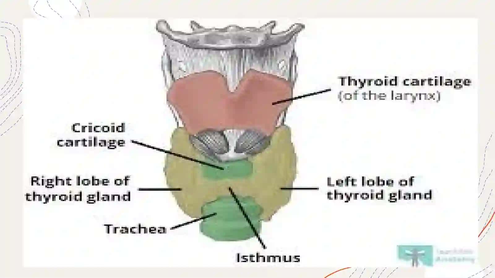 Systemarespiratorium 4