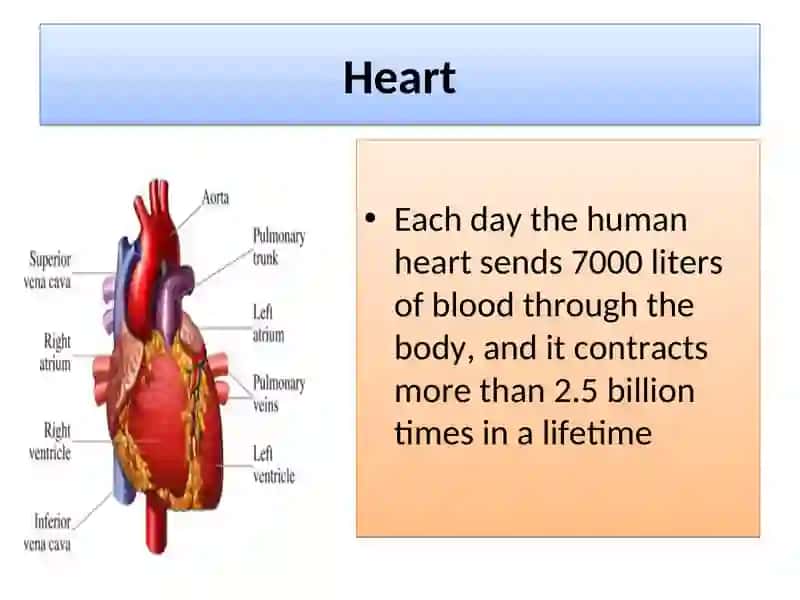 The Heart and the Vascular System 4