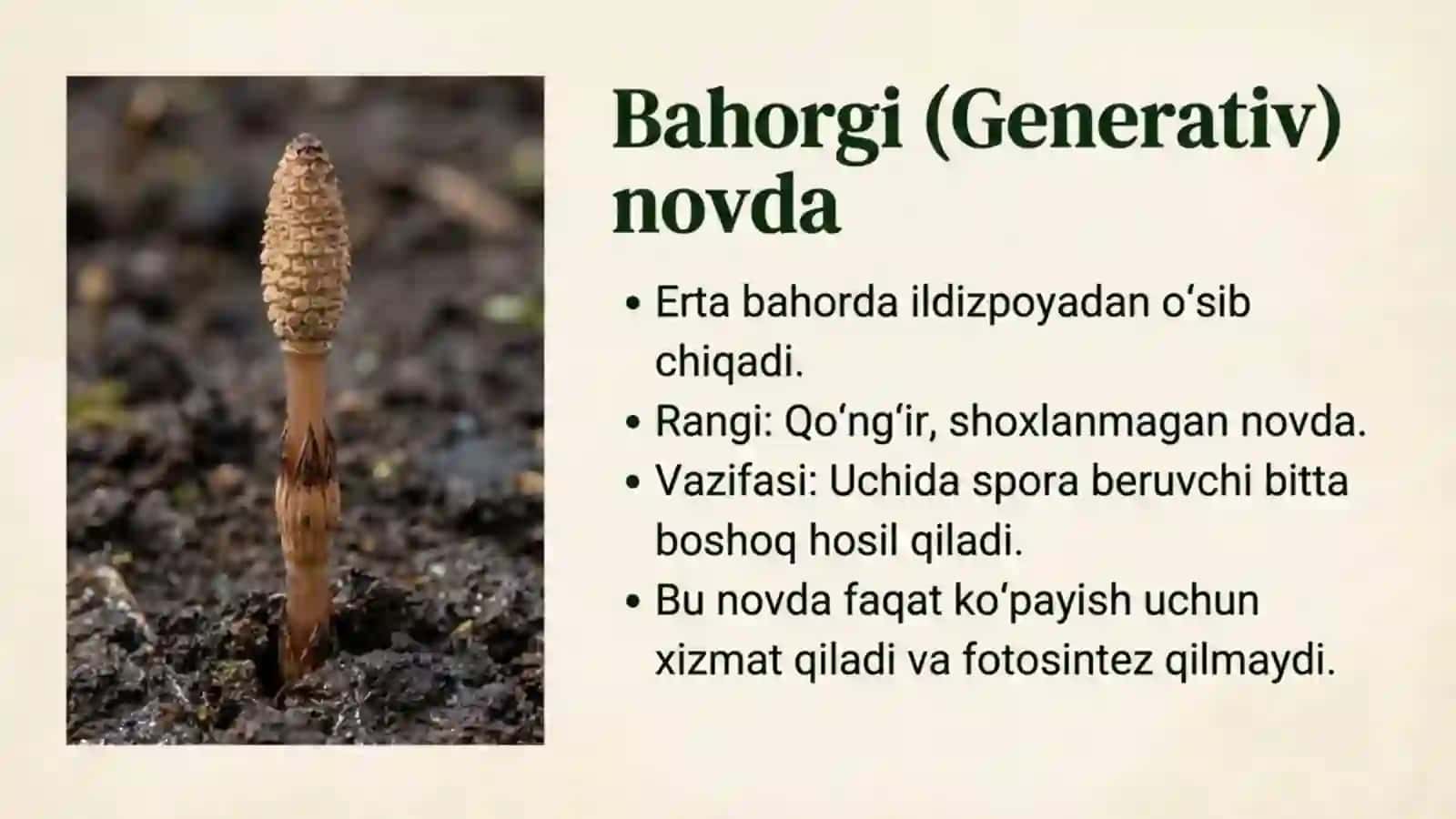 Qirqbo'g'imlar bo'limi 4