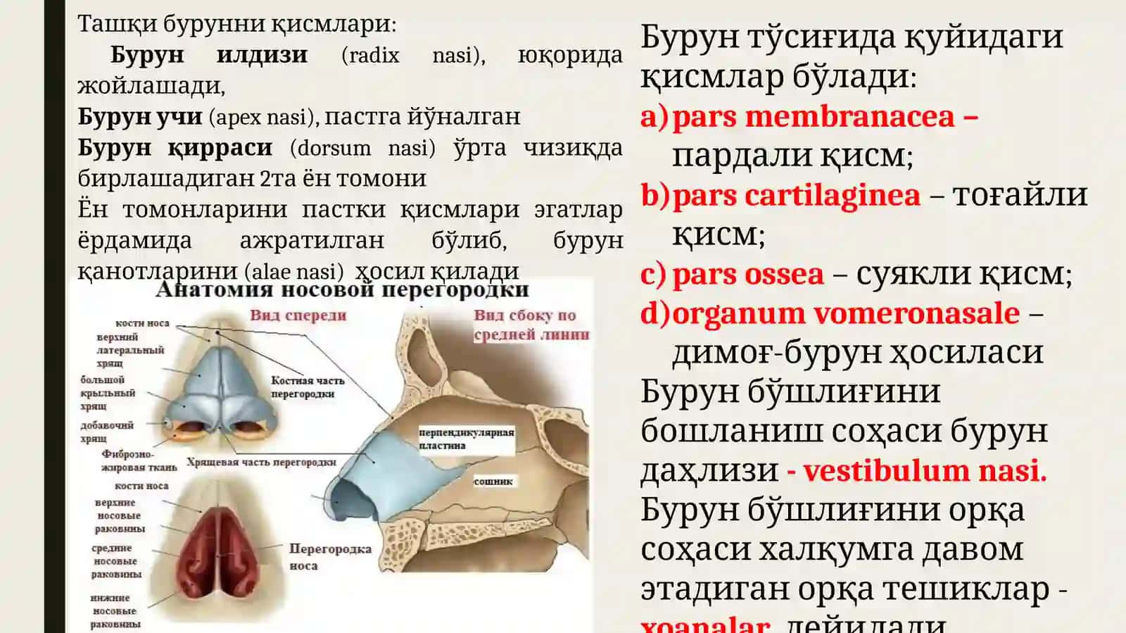 НАФАС АЪЗОЛАРИНИНГ ВАЗИФАВИЙ ВА ЁШЛИ АНАТОМИЯСИ. ПЛЕВРА, КЎКС ОРАЛИҒИ. ҚАЛҚОНСИМОН, ҚАЛҚОН ОРҚА ВА АЙРИСИМОН БЕЗЛАР 4