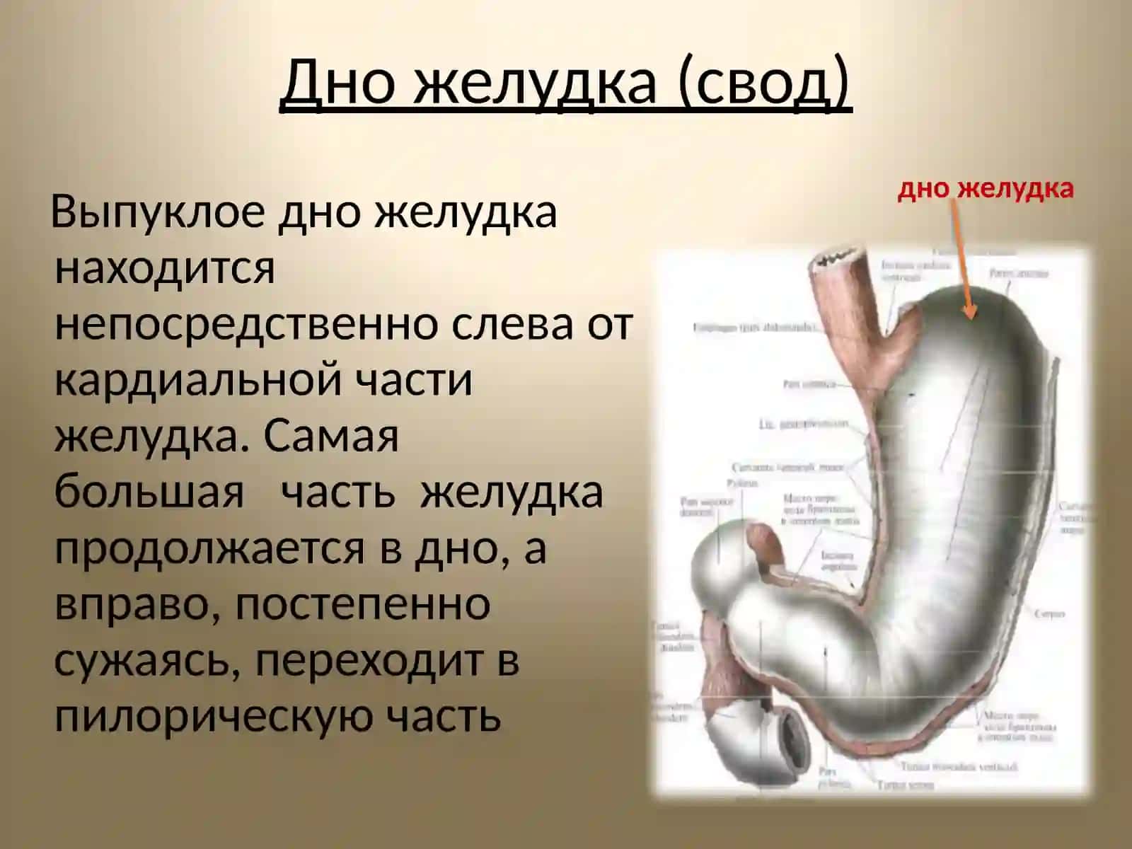 Желудок 4