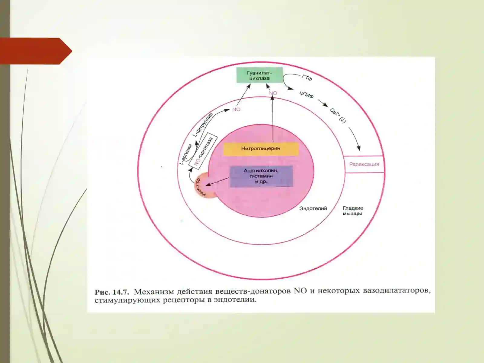 GIPOTENZIV VOSITALAR 4