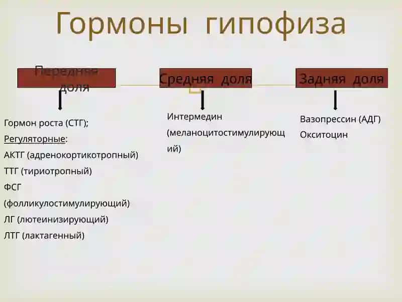 Гипофиз 4