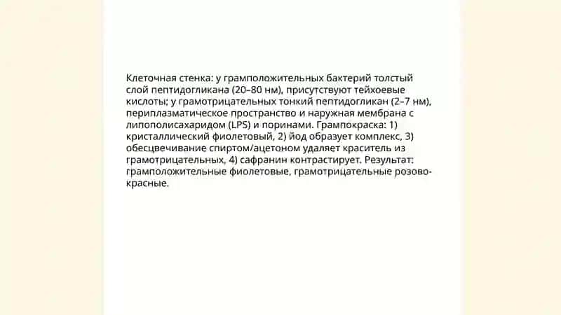 Бактерии 4