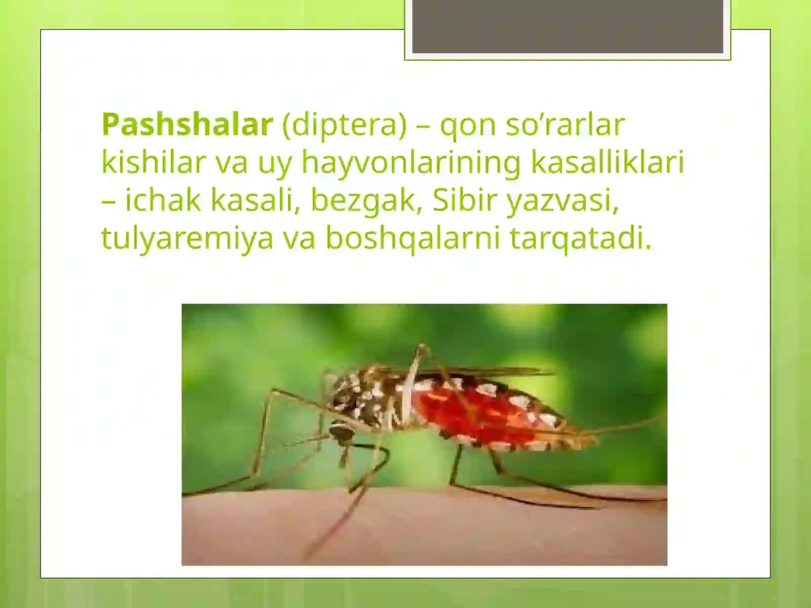 ZARARKUNANDA HASHOROTLAR 4