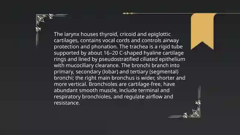 Body systems. Respiratory system 4