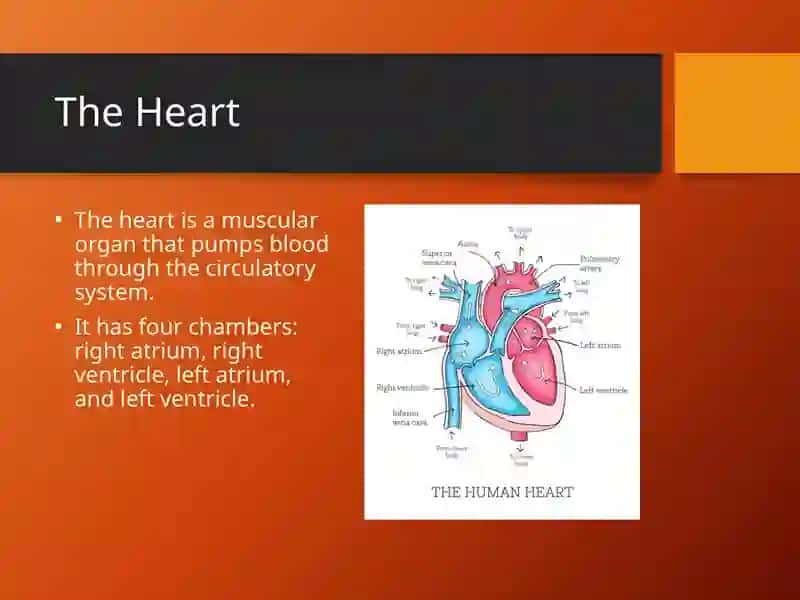 Circulatory System 4
