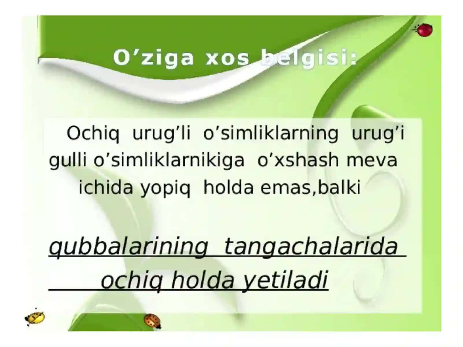 Ochiq urug'li o'simliklar 4