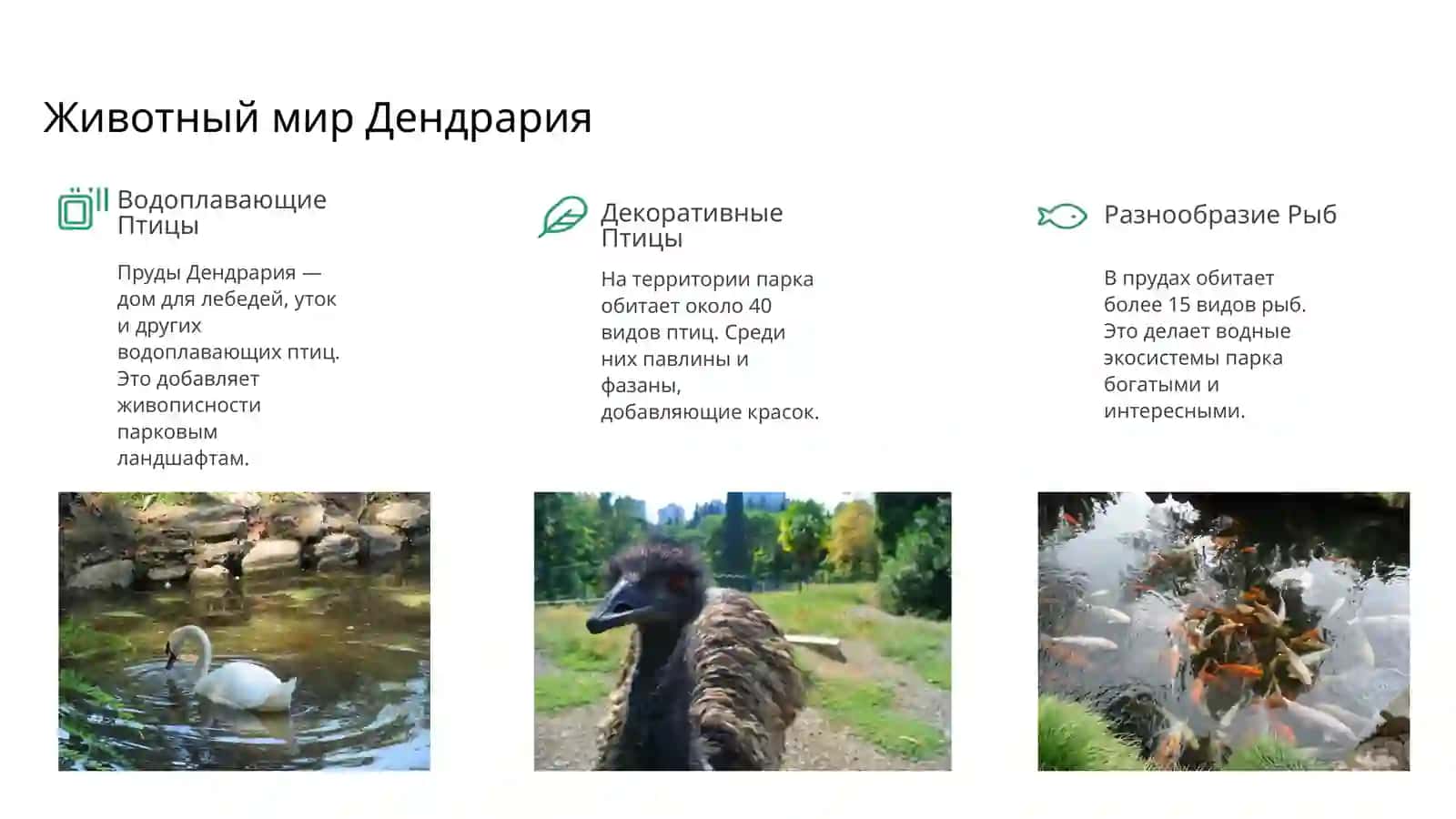 Дендрарий 4