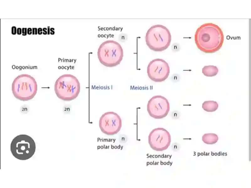 Internal Female Reproductive Organs 4