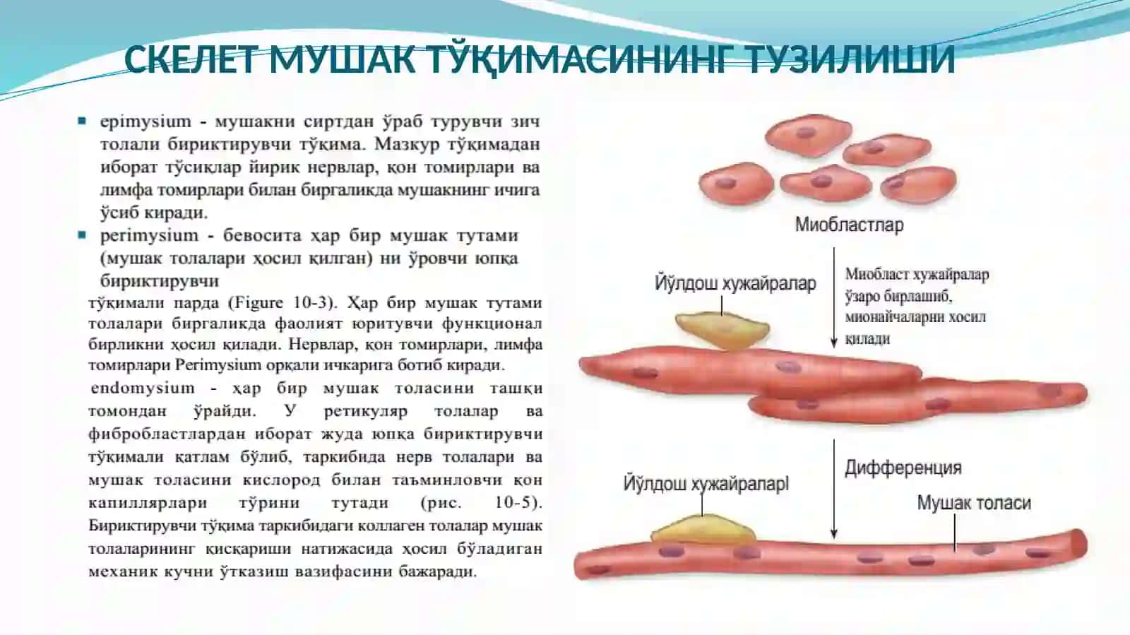 Mushak Tўqimasining Ҳillari 4