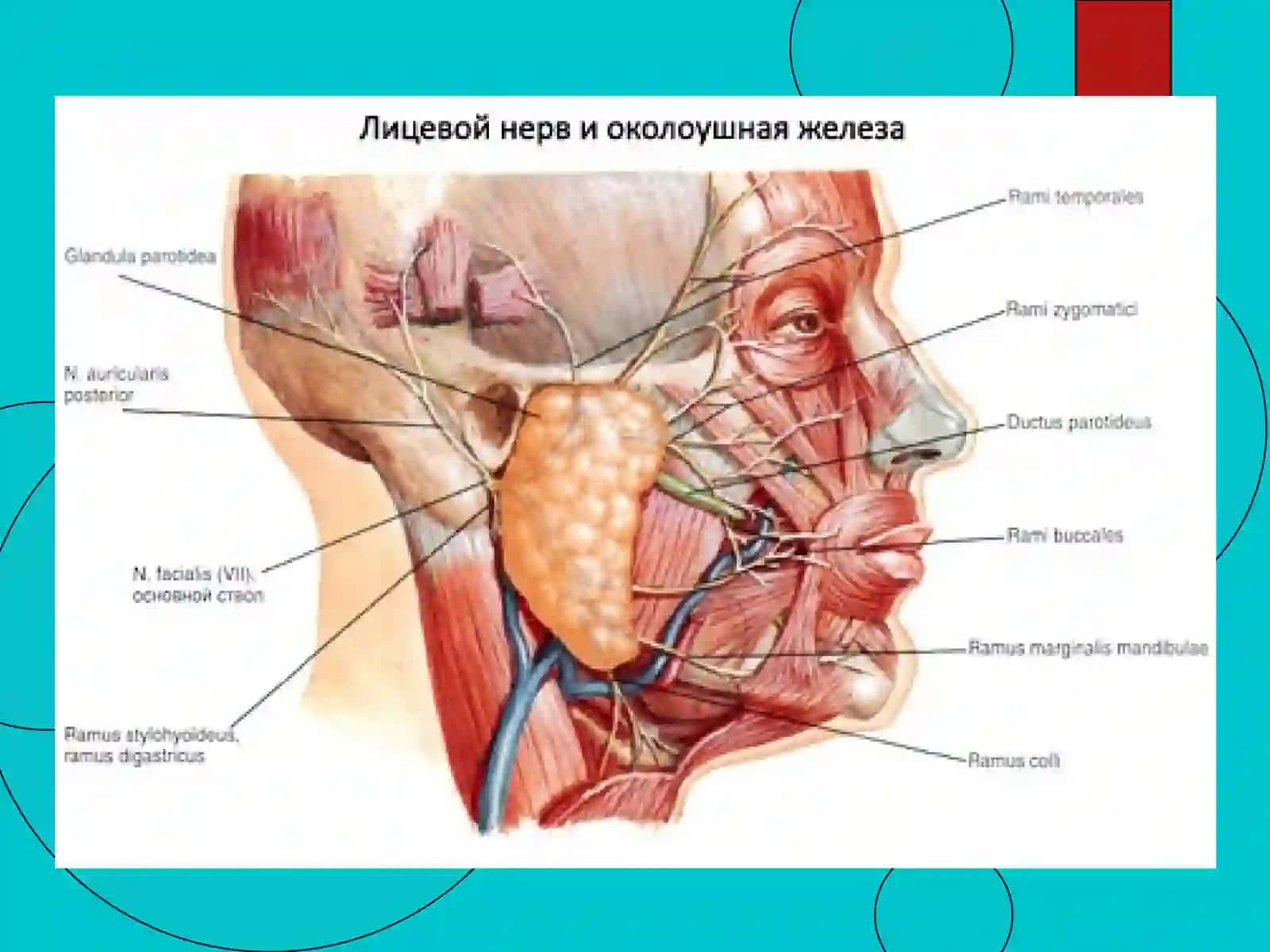 Опухоли слюнных желез 4