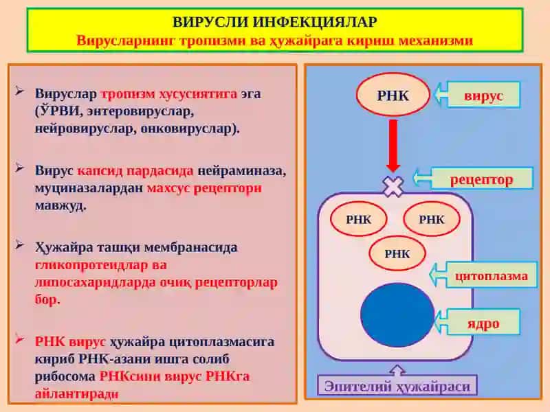 ИНФЕКЦИОН КАСАЛЛИКЛАР 4