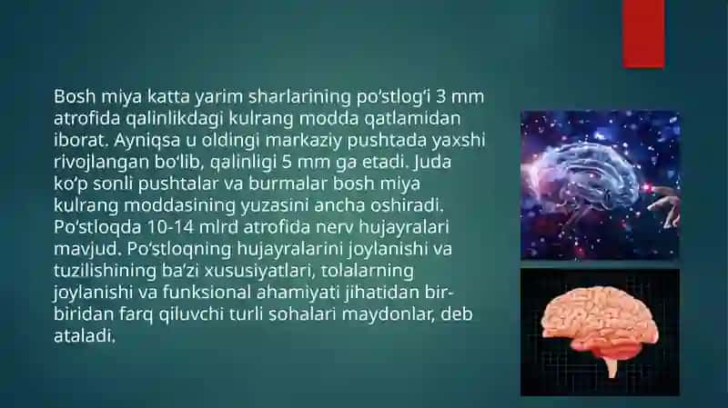bosh miya yarimsharlari poʻstlogʻida hujayralararo bogʻlanishlar 4