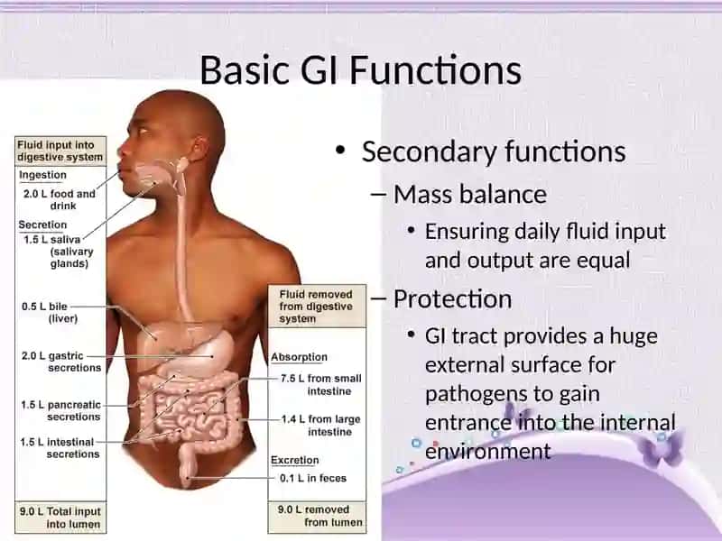 The Digestive physiology 4