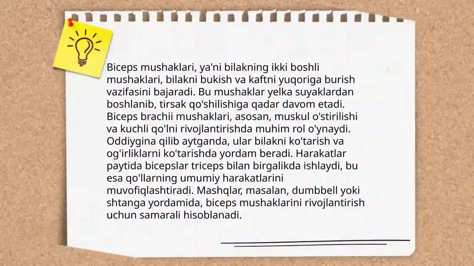 Qo'l mushaklari anatomiyasi 4