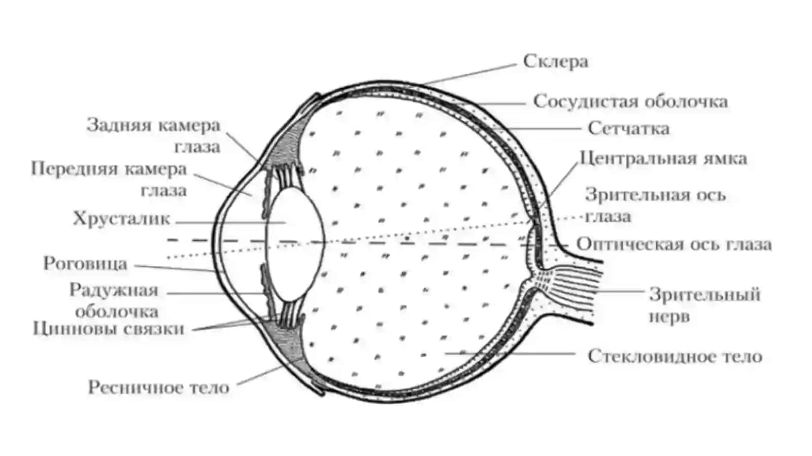 Глазное яблоко 4