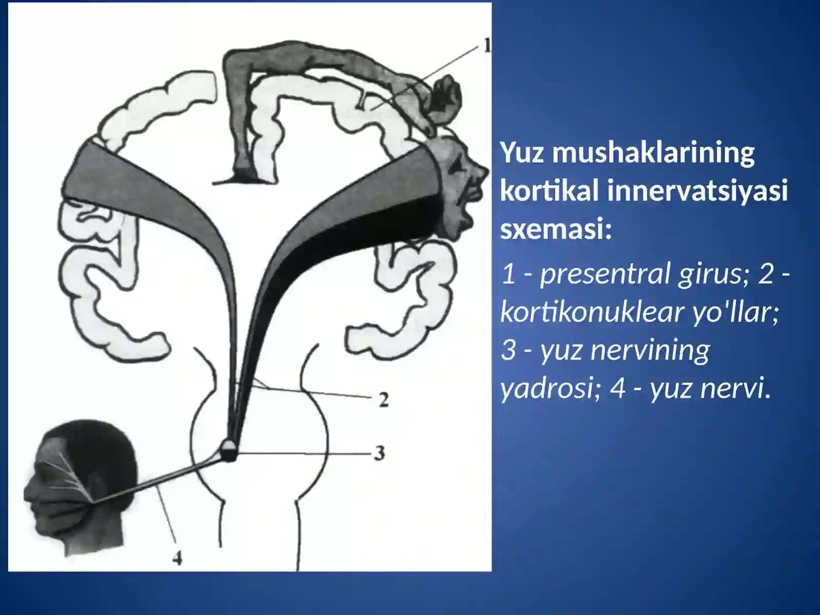 Yuz nervinevriti 4