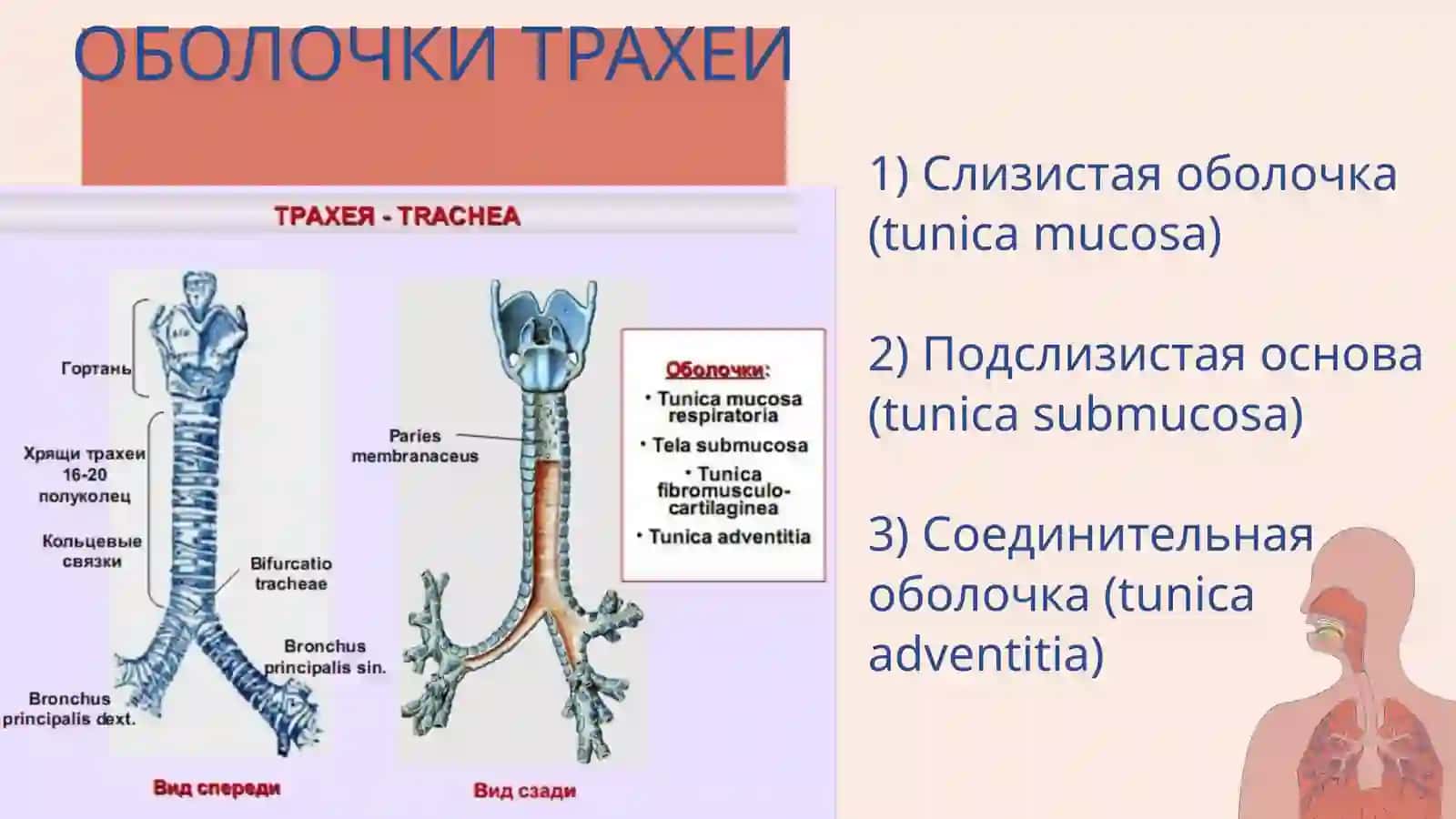 Трахея 4