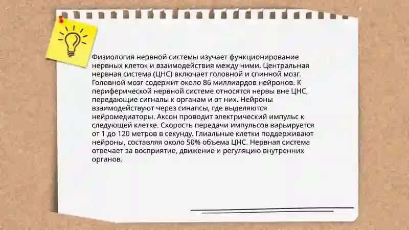 Нервная система 4