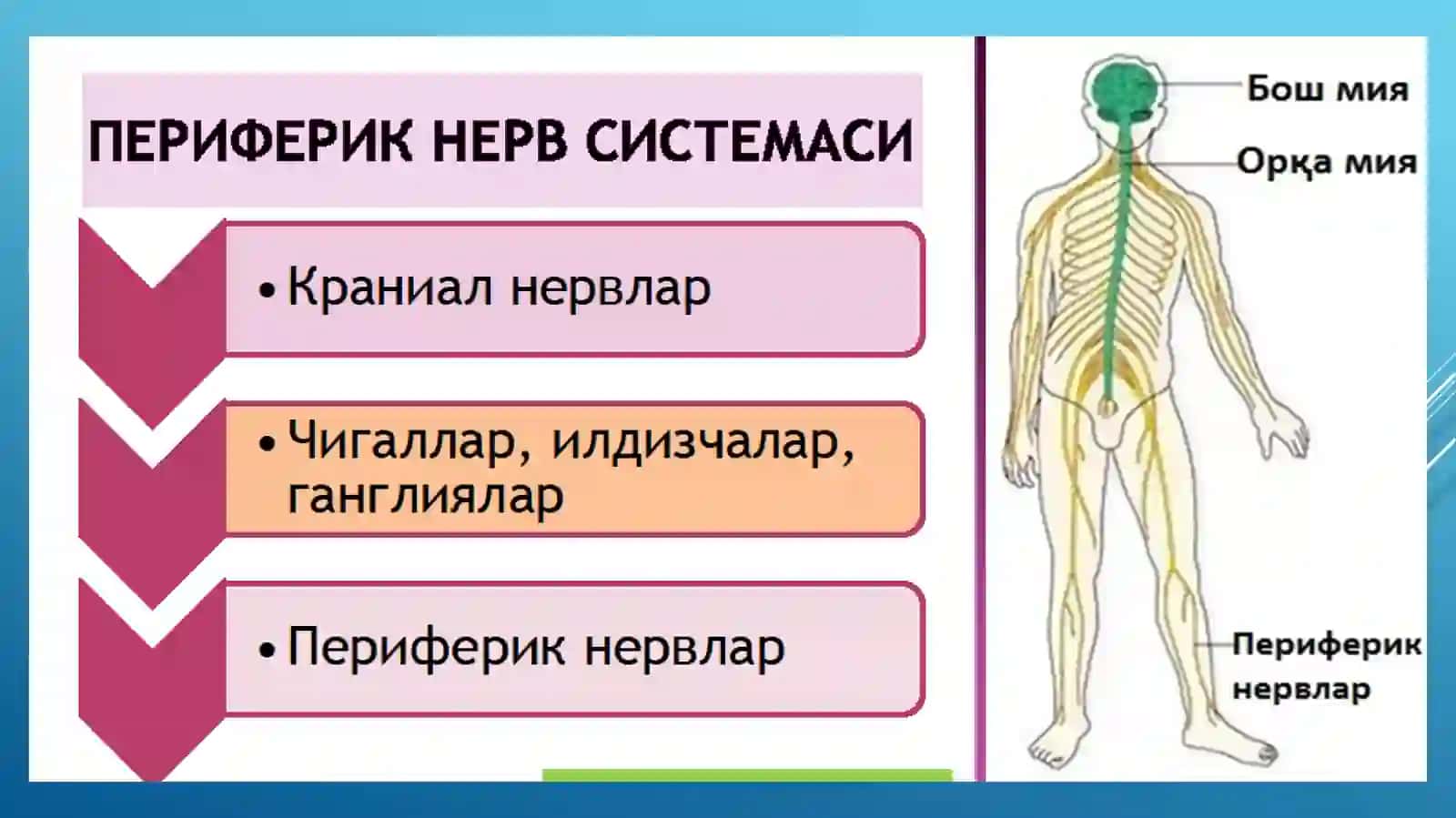 Харакат ва сезги бузилишлари 4