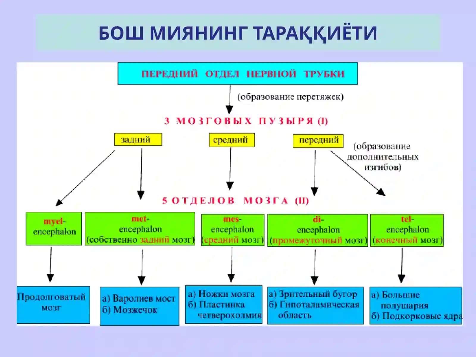 НЕРВ СИСТЕМАСИНИНГ КЛАССИФИКАЦИЯСИ 4