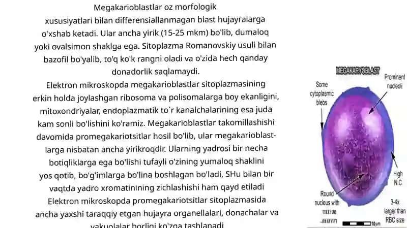 Trombotsitopoez, limfotsitopoez 4