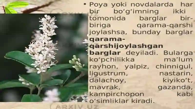 Novdada barglarning joylashuvi 4
