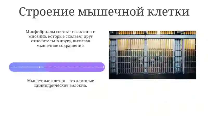 Мышечная клетка 4