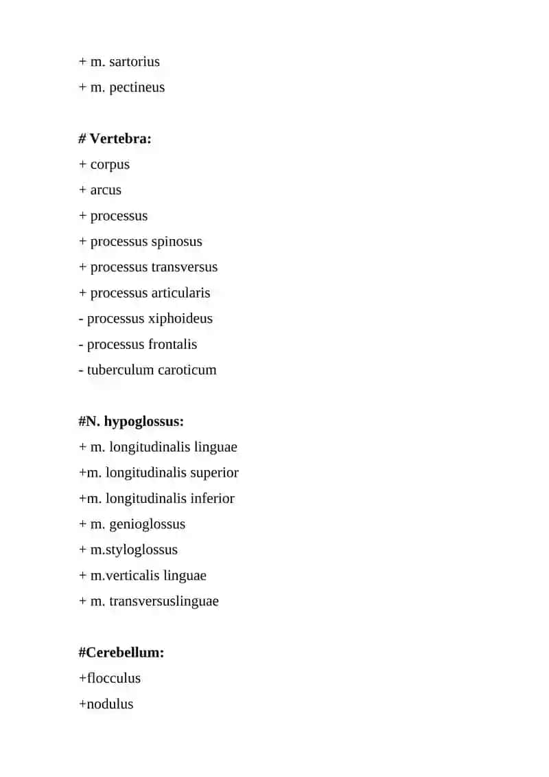 Medulla spinalis 4