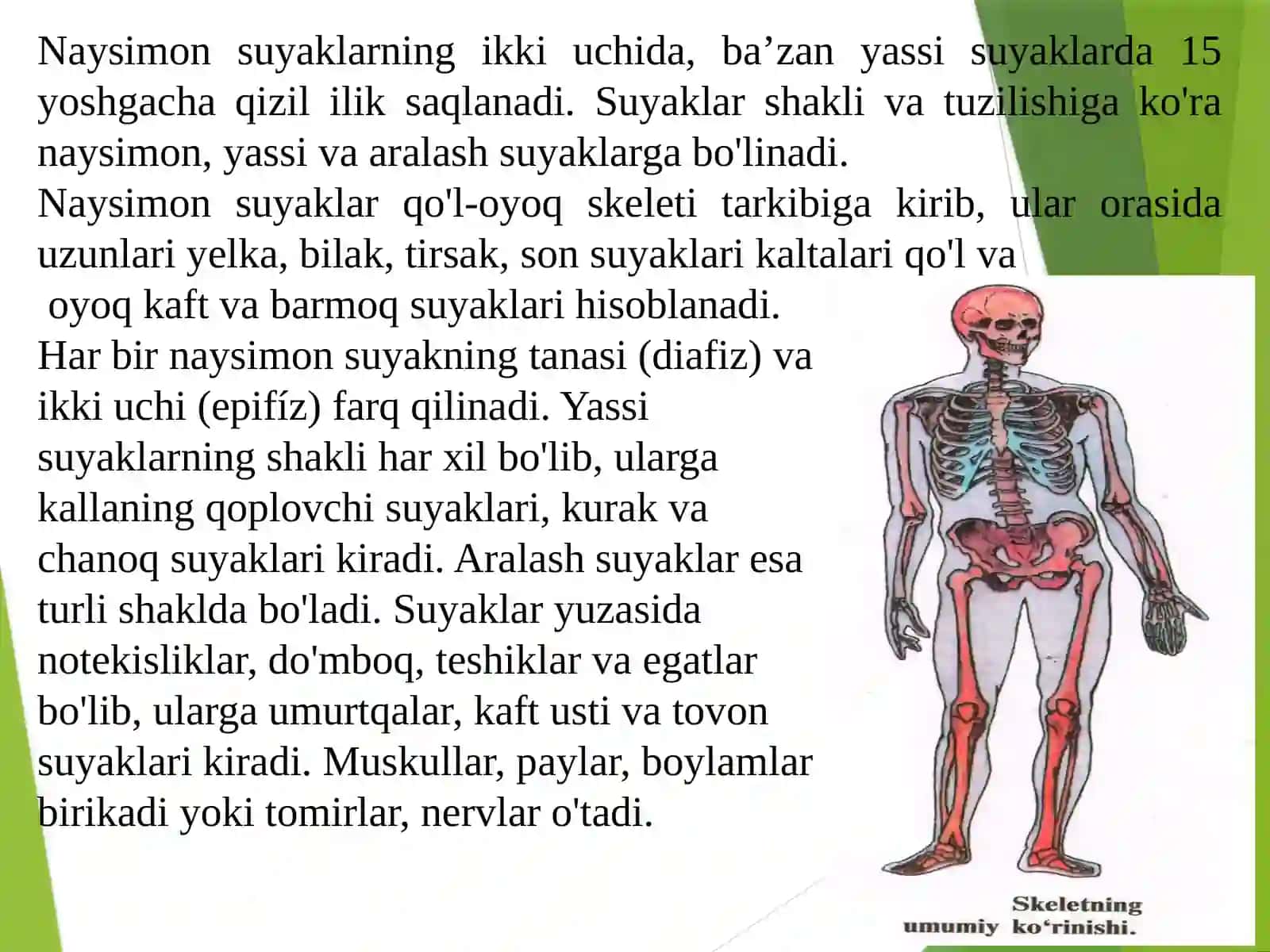 MA’RUZA.Tayanch-xarakat apparatining yosh xususiyatlari va gigienasi (1-qism) 4