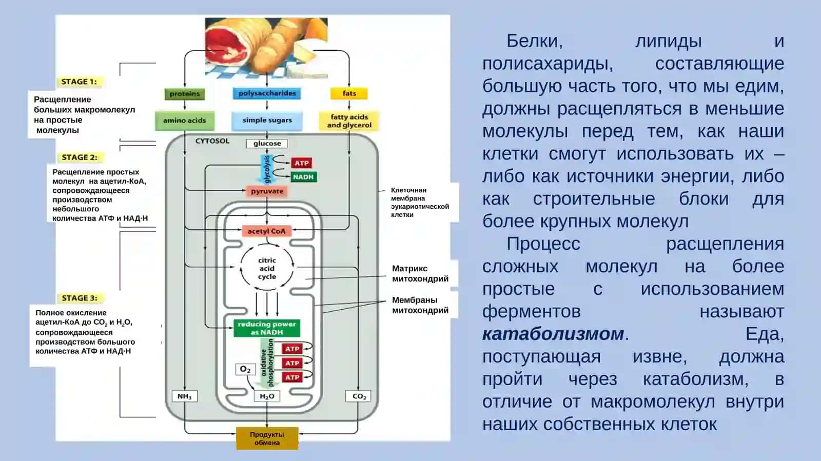 Лекция №4.Тема: Возрастные физиологические особенности обмена веществ и энергии 4