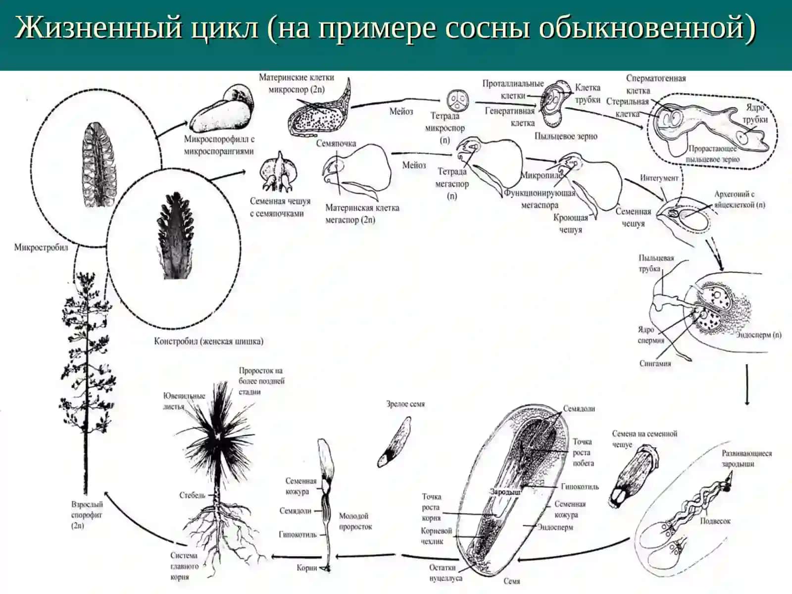 Животний цикл 4