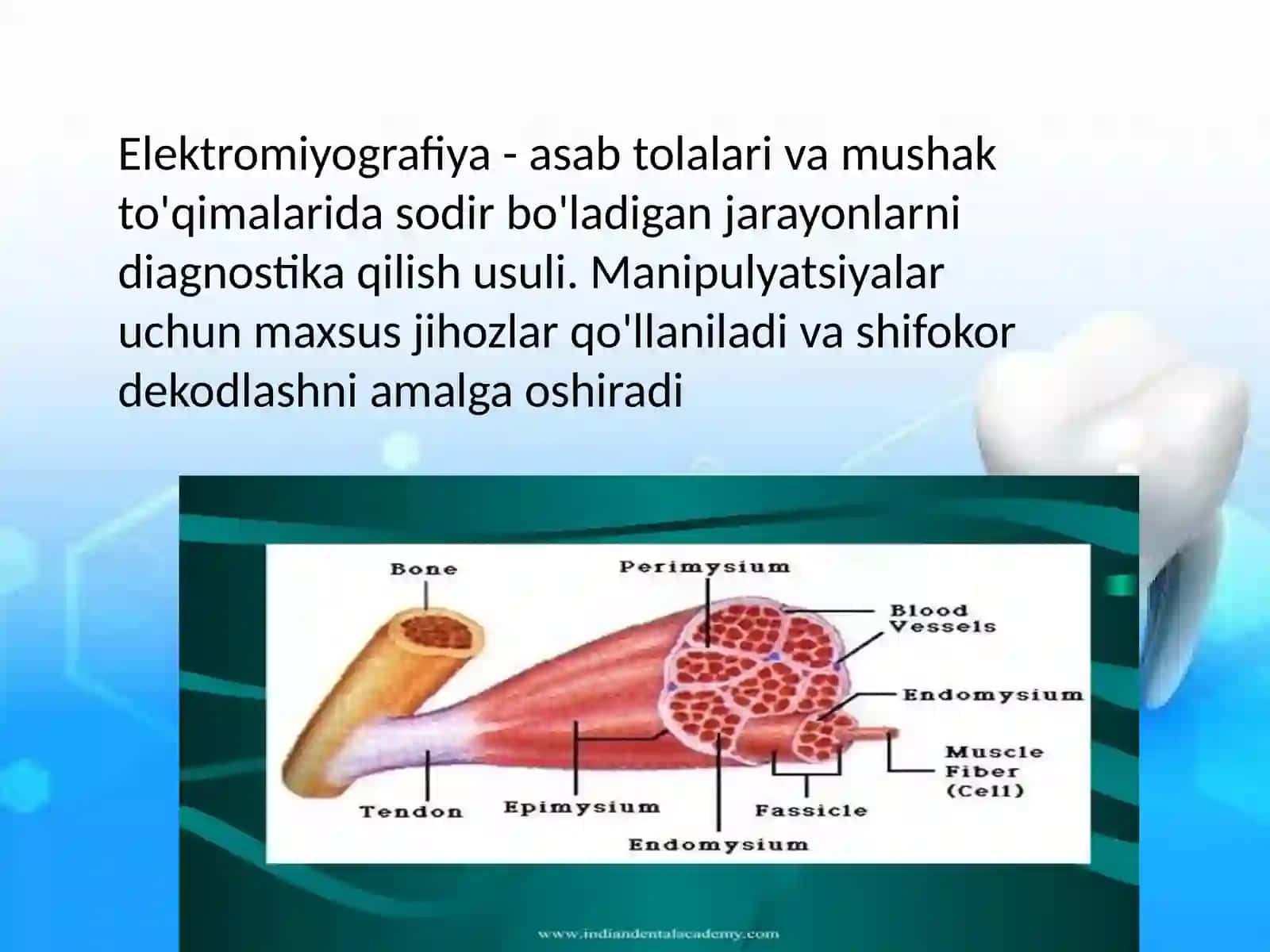 Elektromiografiya usuli. 4