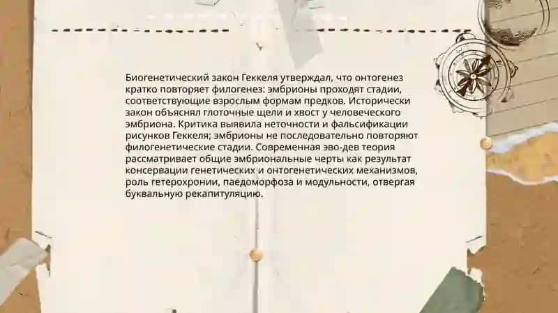 Онтогенез-филогенез 4