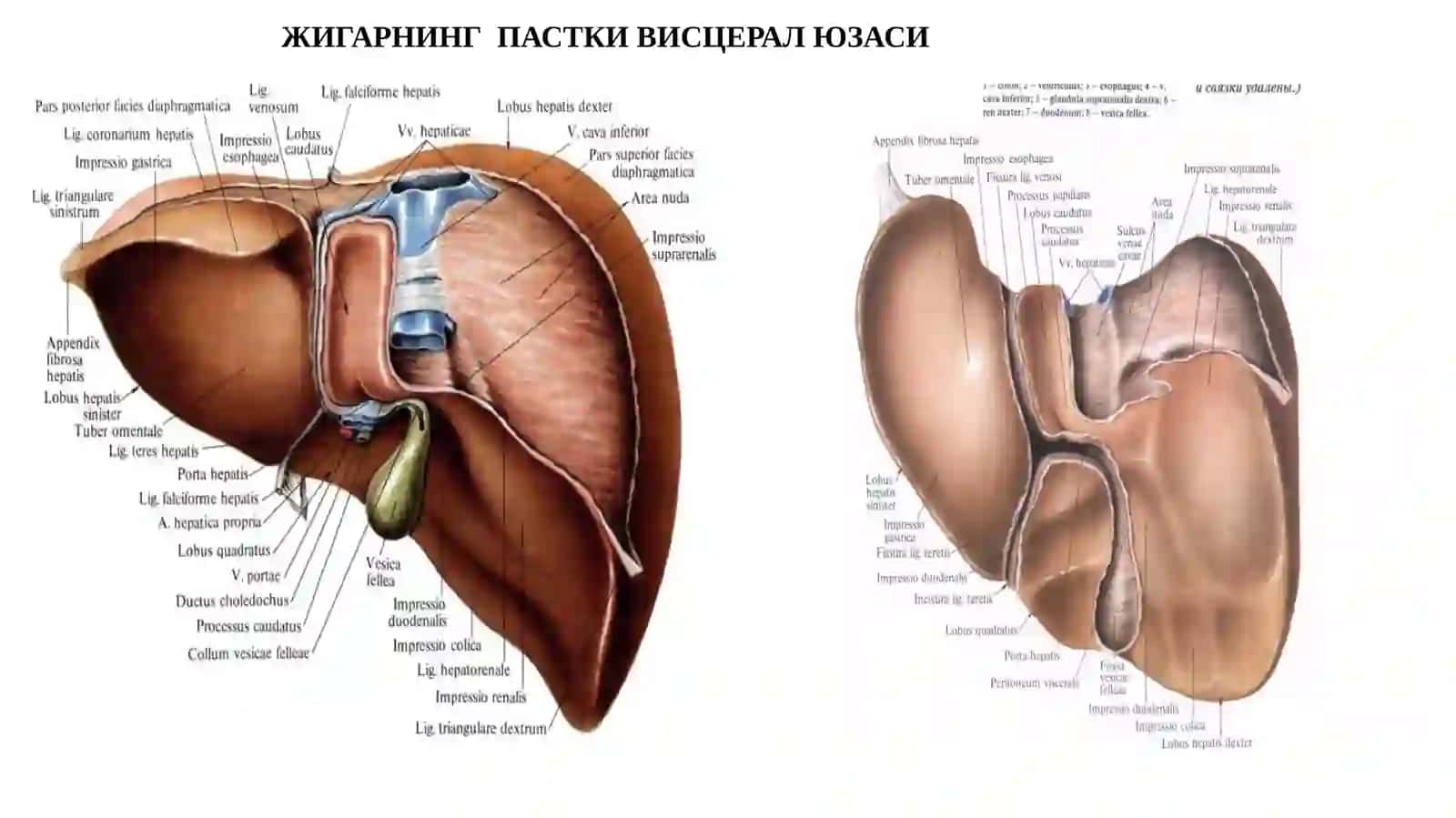 ЖИГАРРАКИ– ЭТИОПАТОГЕНЕЗ, ДИАГНОСТИКА ВА ДАВОЛАШ УСУЛЛАРИ 4