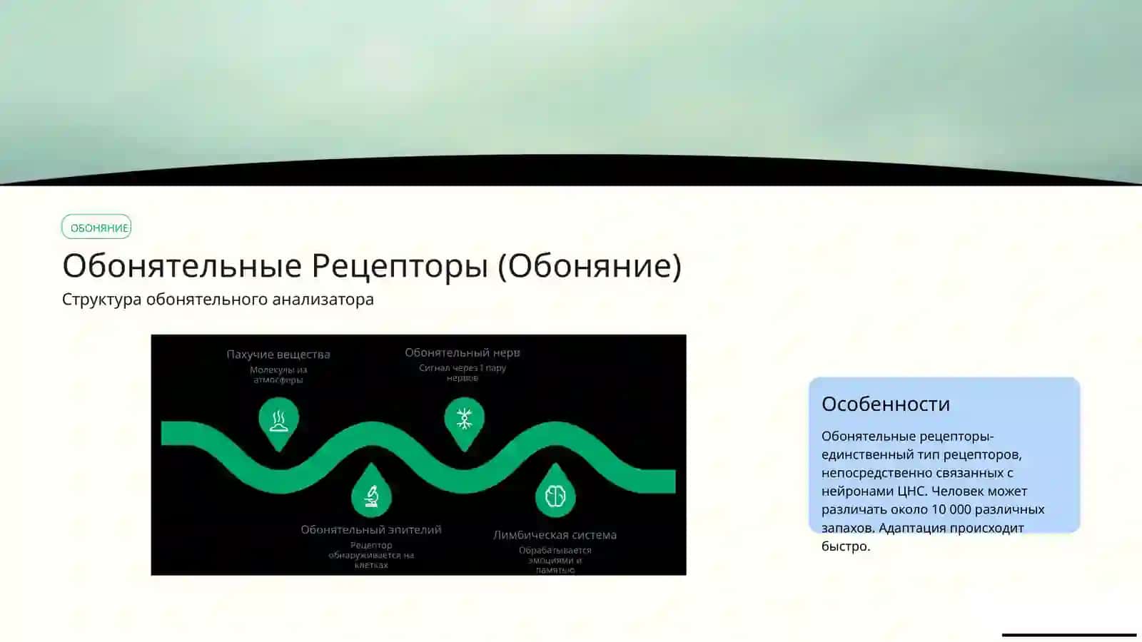 Анализаторыфизиология 4