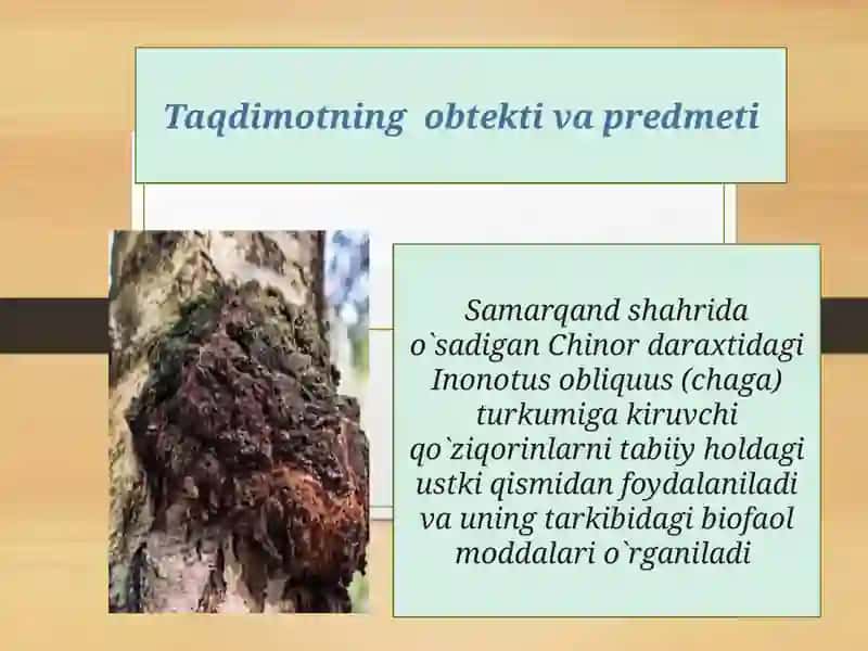 Inonotus obliquus (chaga) 4