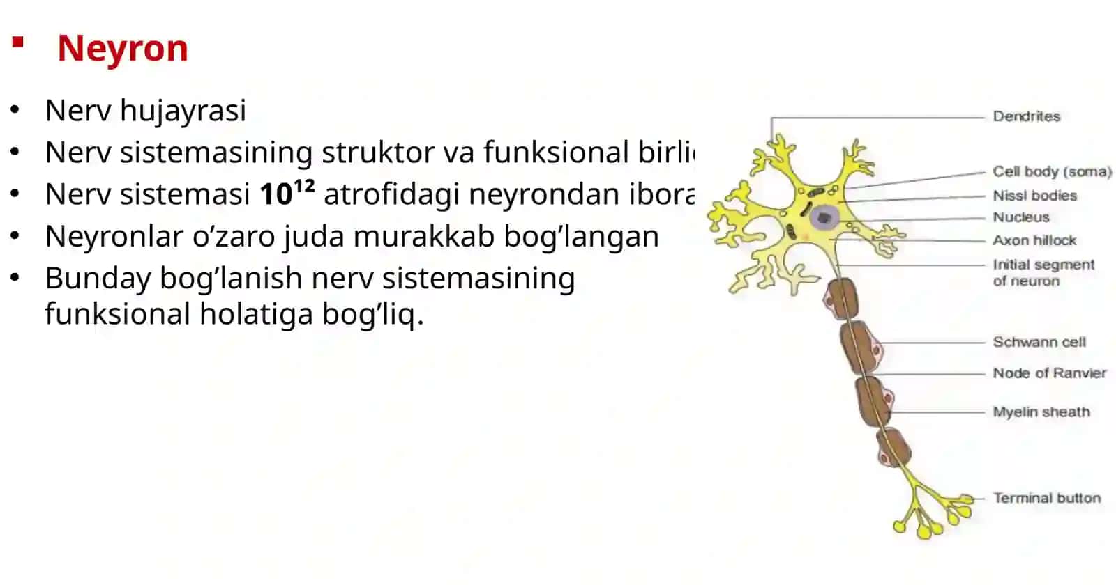Nerv sistemasining struktor va funksional birligi 4